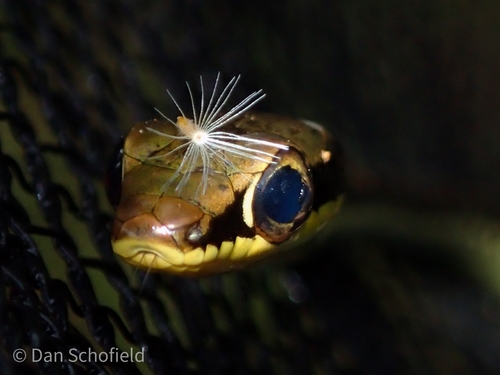 Maren’s Bronzeback, Dendrelaphis marenae