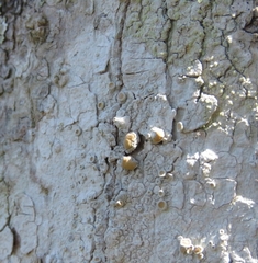 Lecanora louisianae