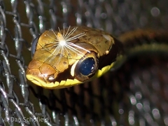 Dendrelaphis marenae