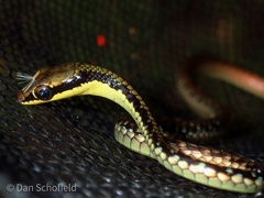 Dendrelaphis marenae