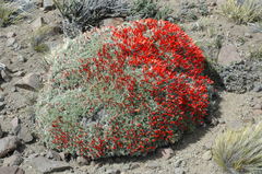 Anarthrophyllum desideratum