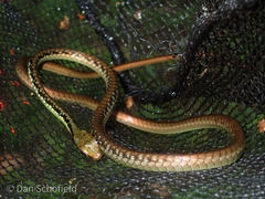 Dendrelaphis marenae