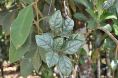 Lycianthes tysoniana