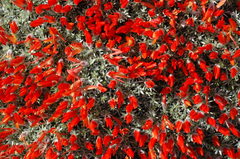 Anarthrophyllum desideratum