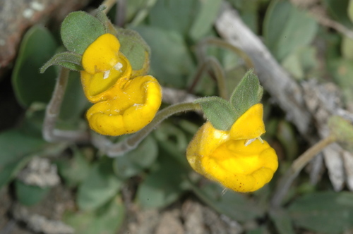 Calceolaria polyrhiza (Calceolaria polyrhiza)