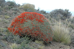 Anarthrophyllum desideratum