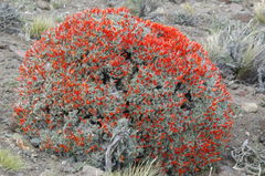 Anarthrophyllum desideratum