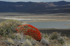 Anarthrophyllum desideratum