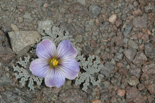 Oxalis laciniata, photograph 3