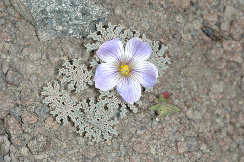 Oxalis laciniata, photograph 4