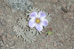 Oxalis laciniata