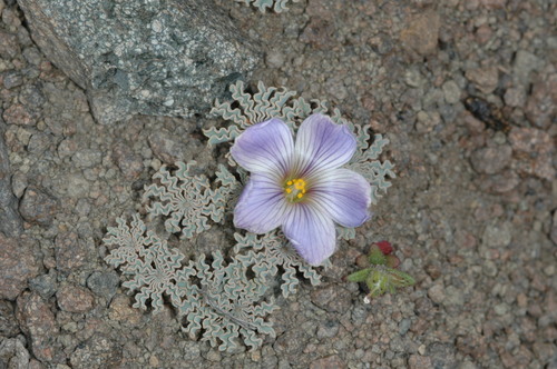 Oxalis laciniata, photograph 5