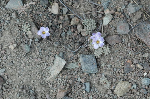 Oxalis laciniata, photograph 6