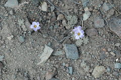 Oxalis laciniata