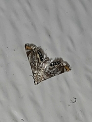 Eoparargyractis irroratalis