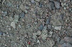 Oxalis laciniata