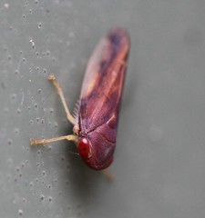 Tartessini