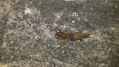 Neocurtilla