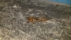Neocurtilla