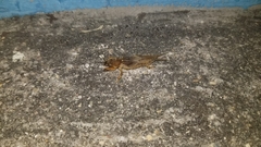 Neocurtilla