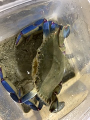 Callinectes arcuatus