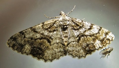 Peribatodes secundaria