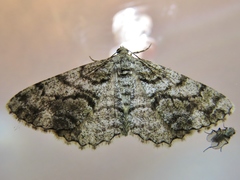 Peribatodes secundaria