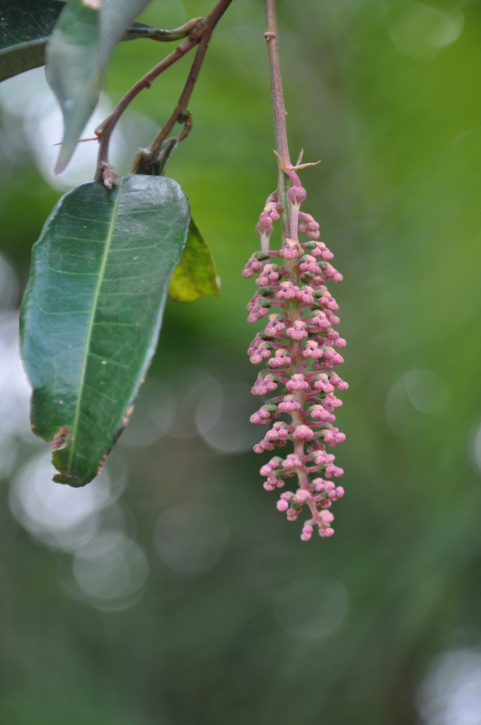 Hippomaneae