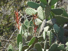 Opuntia