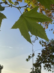 Magnoliopsida