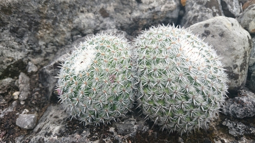 Mammillaria geminispina