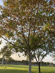 Magnoliopsida