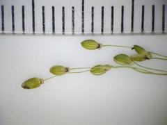 Dichanthelium linearifolium