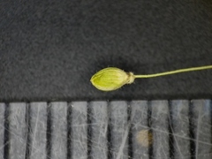 Dichanthelium linearifolium