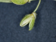 Dichanthelium linearifolium