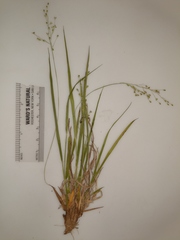 Dichanthelium linearifolium