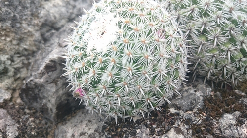 Mammillaria geminispina