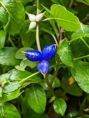 Coccocypselum herbaceum