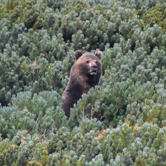 Ursus arctos beringianus