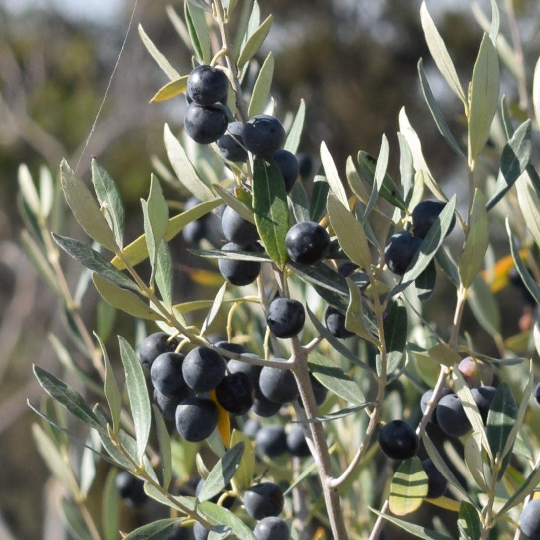 Olive