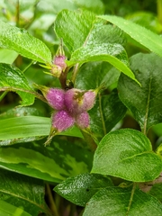 Coccocypselum herbaceum