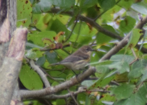 Yellow-rumped Warbler photographed in Delaware