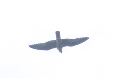 Falco peregrinus pealei