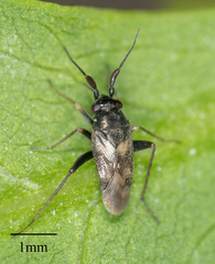 Spanagonicus albofasciatus