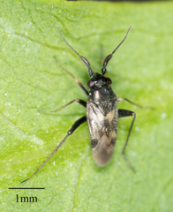 Spanagonicus albofasciatus