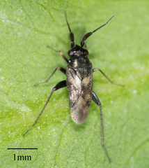 Spanagonicus albofasciatus