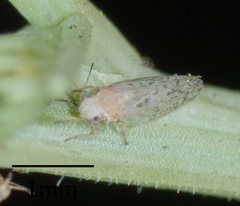 Acizzia acaciaebaileyanae