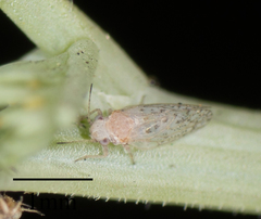 Acizzia acaciaebaileyanae