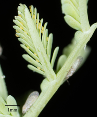 Acizzia acaciaebaileyanae