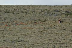 Anarthrophyllum desideratum